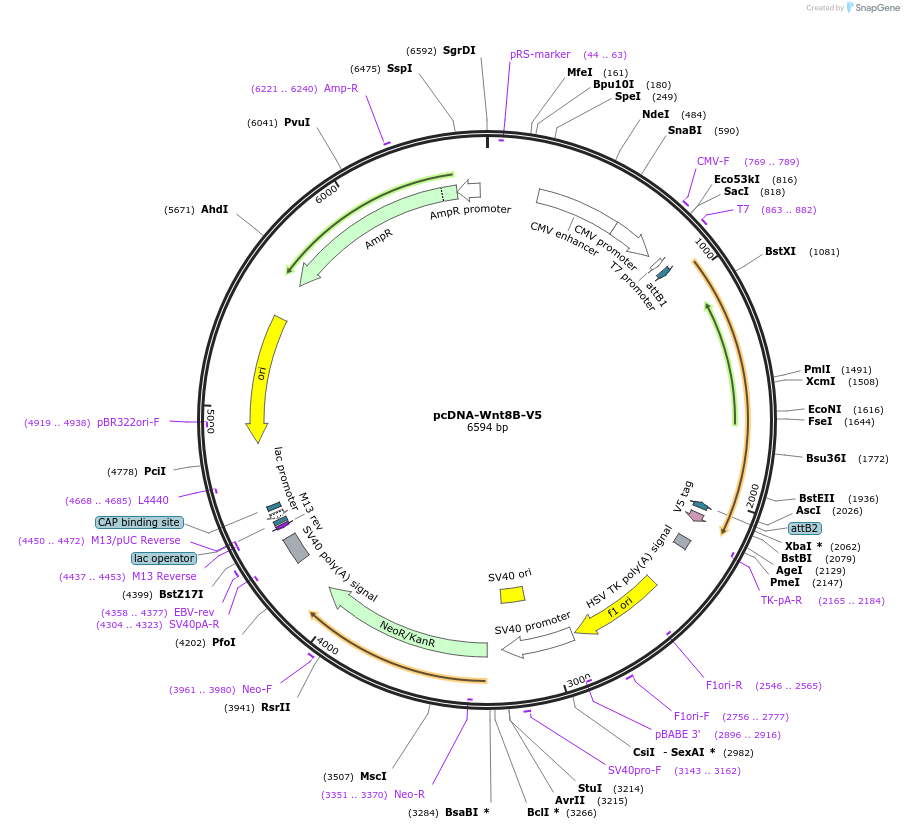 35936-plasmid-map-sequence-id-44202