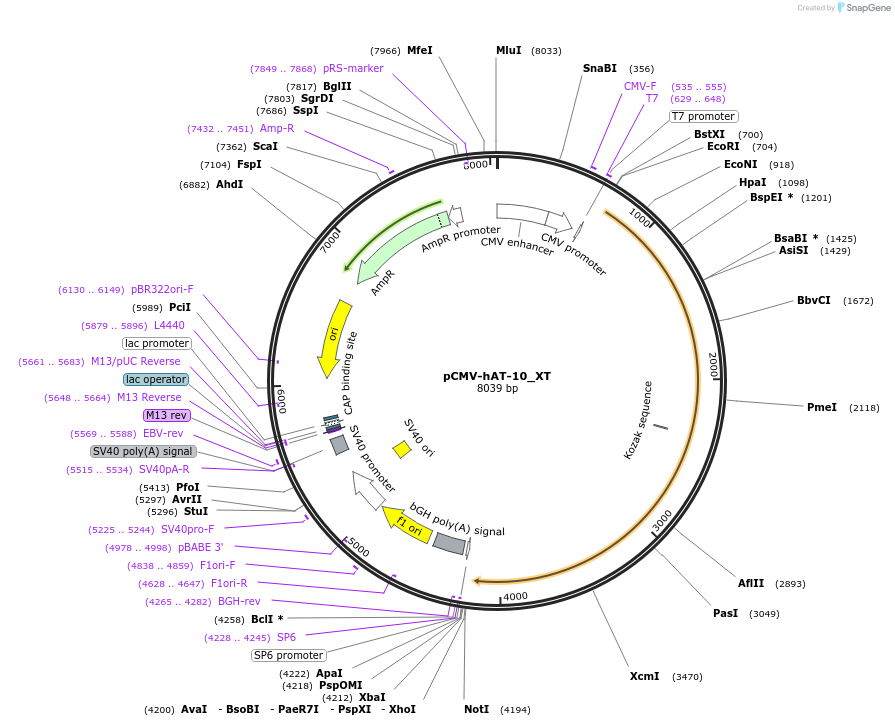 217211-plasmid-map-sequence-id-442020