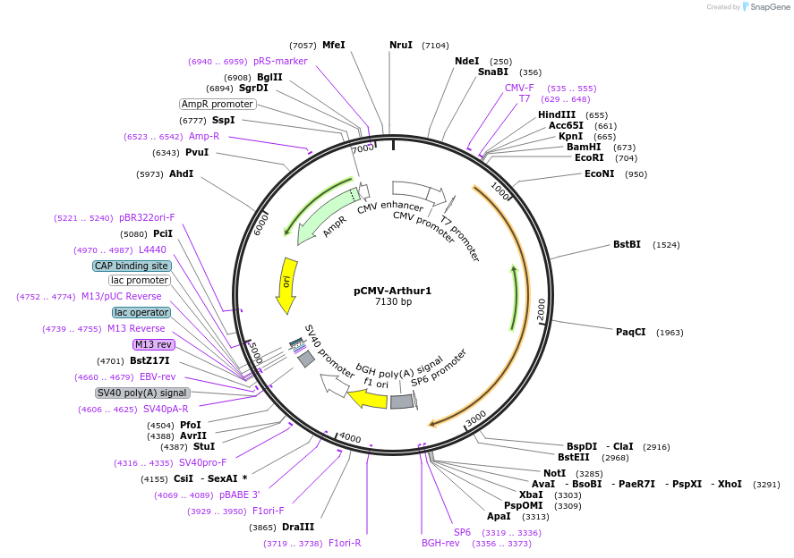 217217-plasmid-map-sequence-id-442021