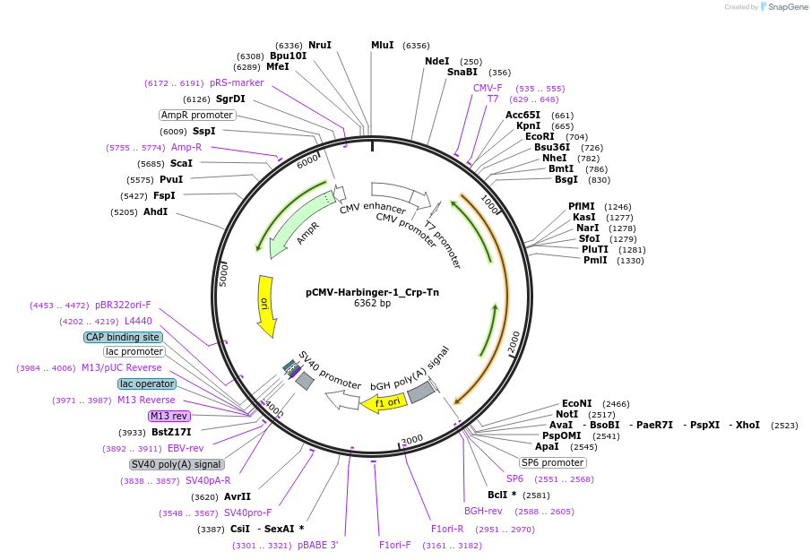 217218-plasmid-map-sequence-id-442022