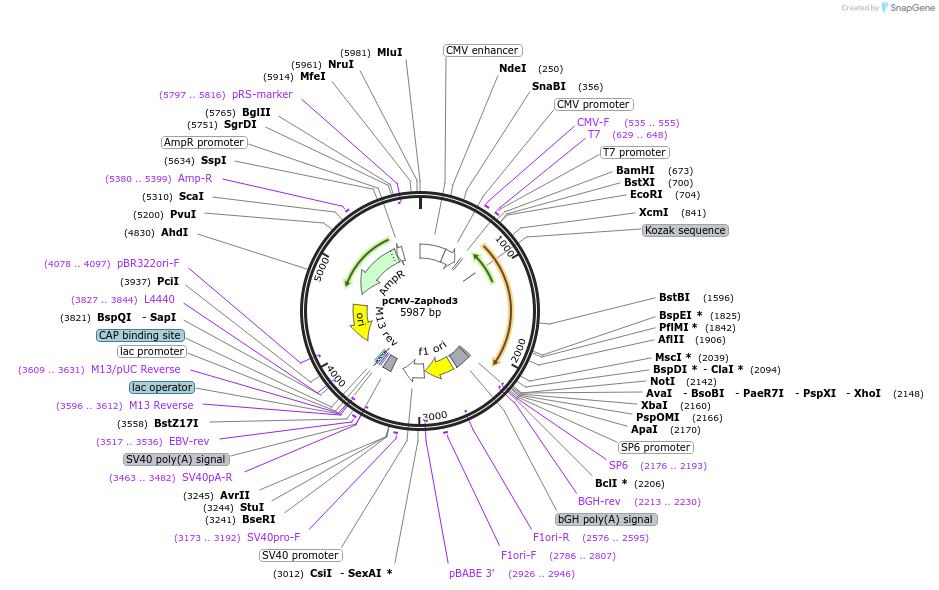 217220-plasmid-map-sequence-id-442023
