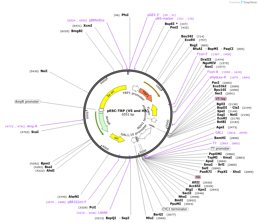 222488-plasmid-map-sequence-id-442027
