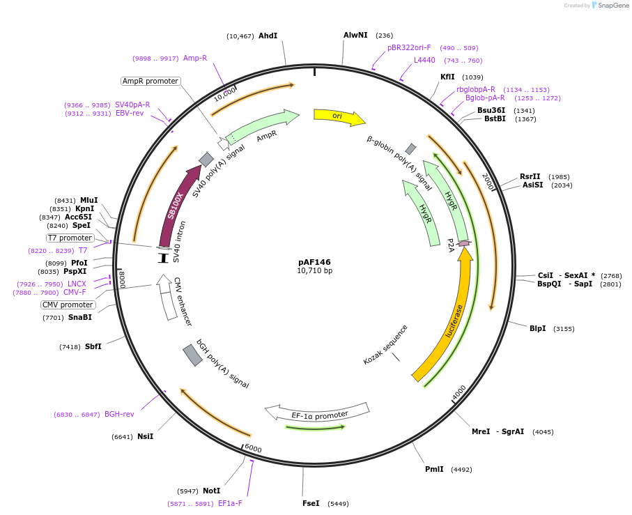 222377-plasmid-map-sequence-id-442028