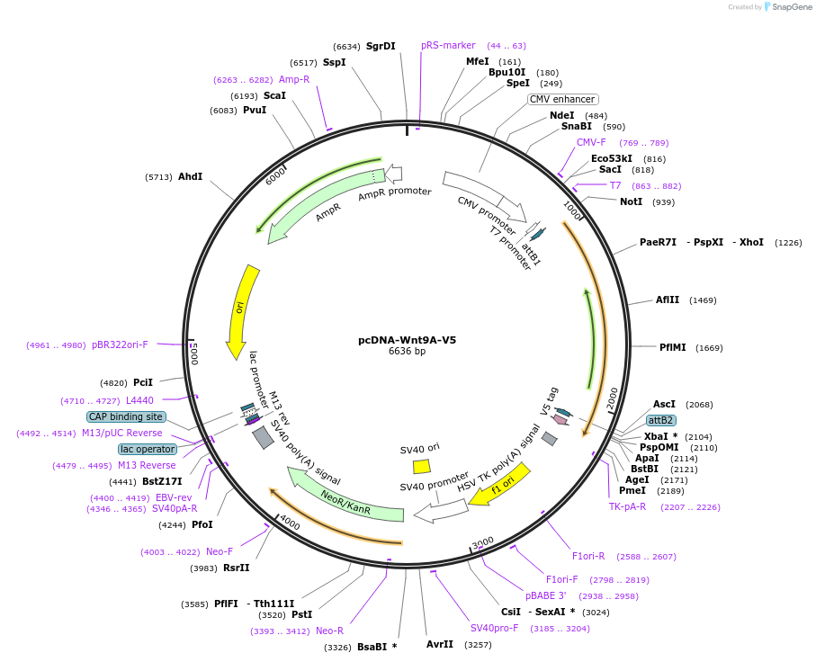 35937-plasmid-map-sequence-id-44203