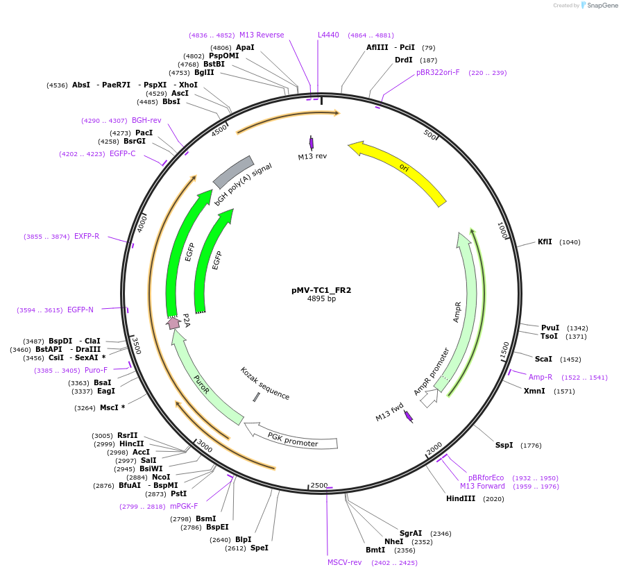 217085-plasmid-map-sequence-id-442030
