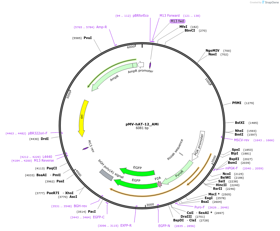 217102-plasmid-map-sequence-id-442033