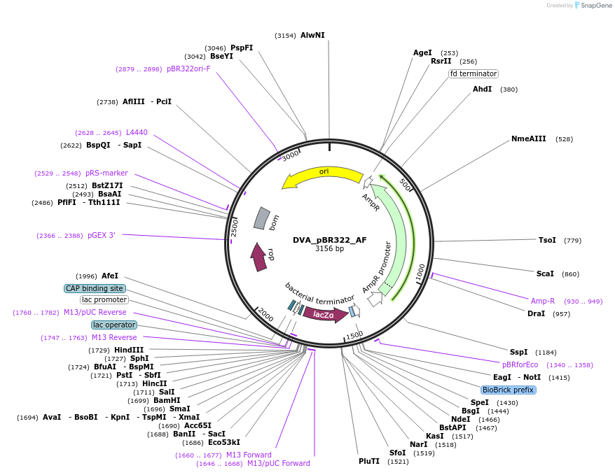 217608-plasmid-map-sequence-id-442035