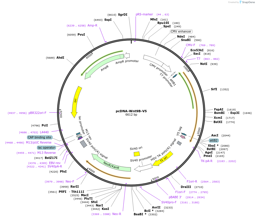 35938-plasmid-map-sequence-id-44204