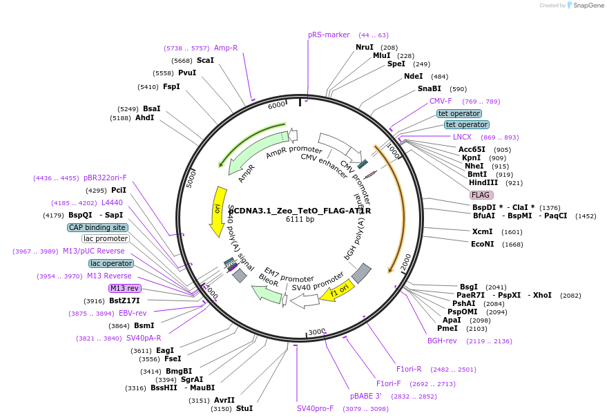 222856-plasmid-map-sequence-id-442063