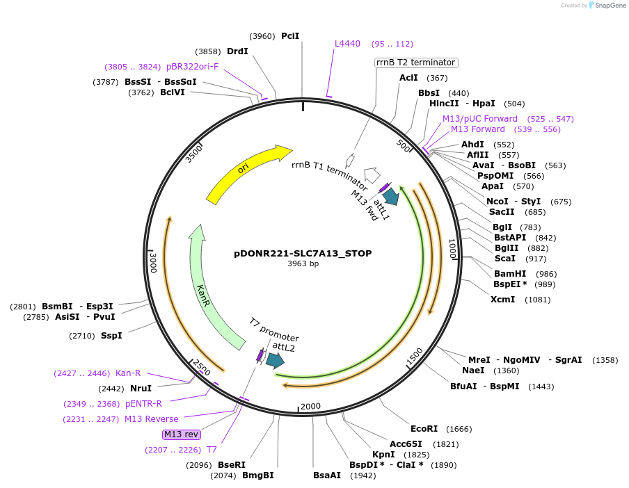 161327-plasmid-map-sequence-id-442068