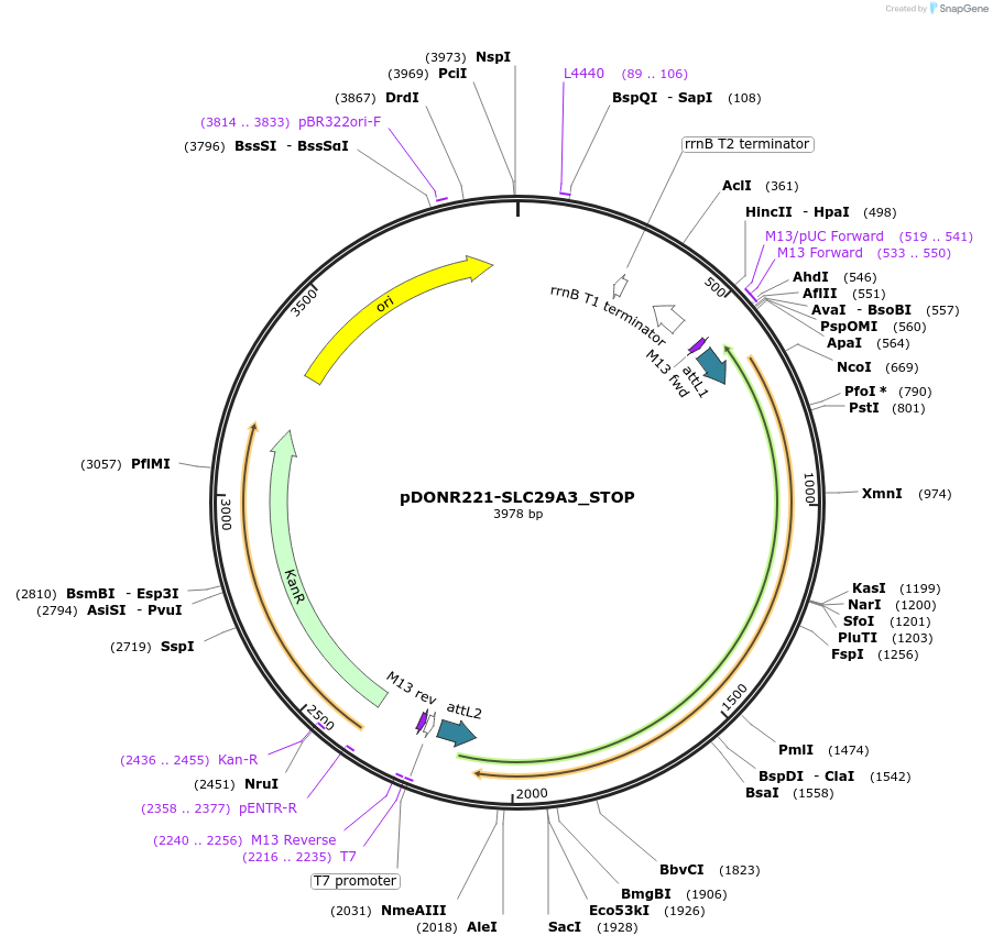 161293-plasmid-map-sequence-id-442072