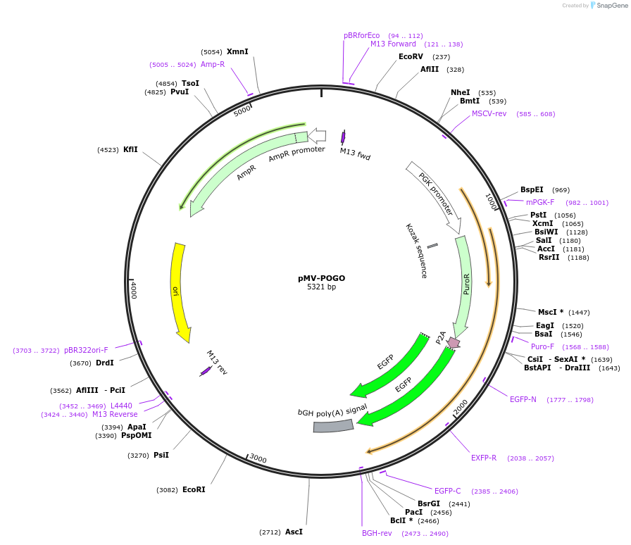 217045-plasmid-map-sequence-id-442075