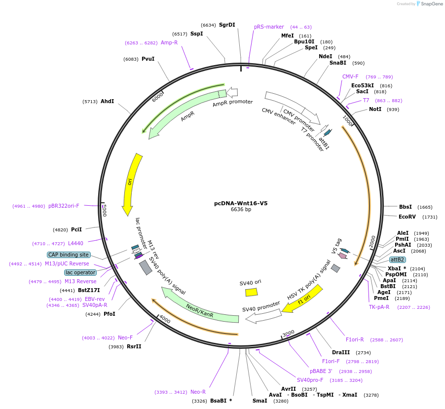 35942-plasmid-map-sequence-id-44208
