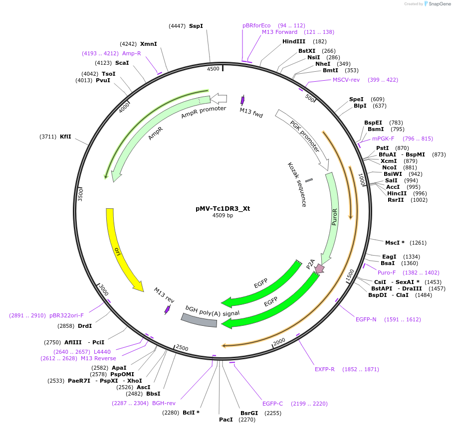 217067-plasmid-map-sequence-id-442085