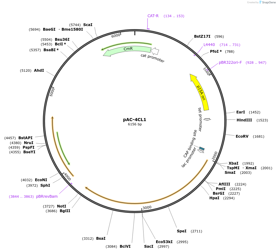 35947-plasmid-map-sequence-id-44209
