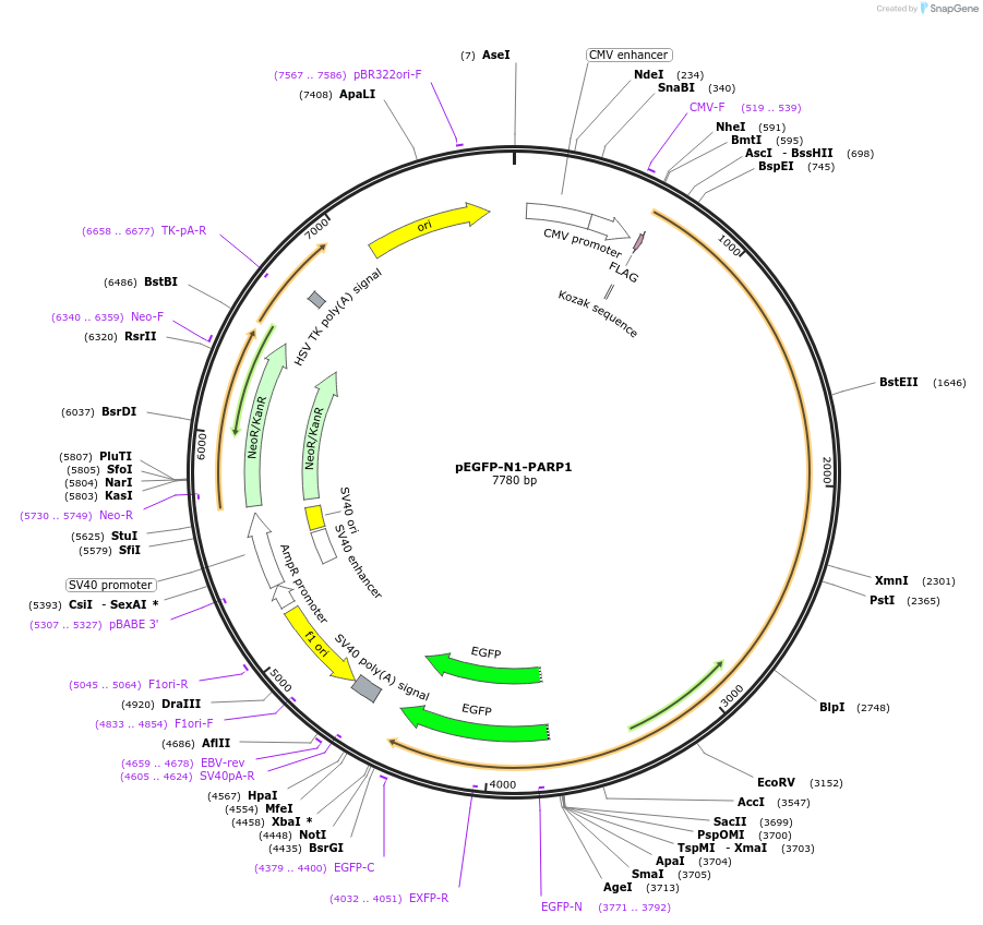 211578-plasmid-map-sequence-id-442097