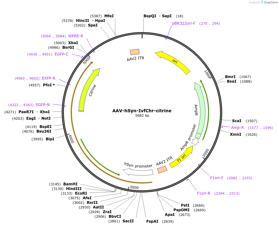 221614-plasmid-map-sequence-id-442132