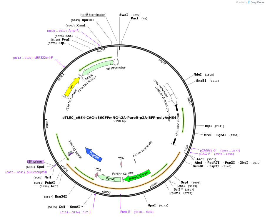 223541-plasmid-map-sequence-id-442162