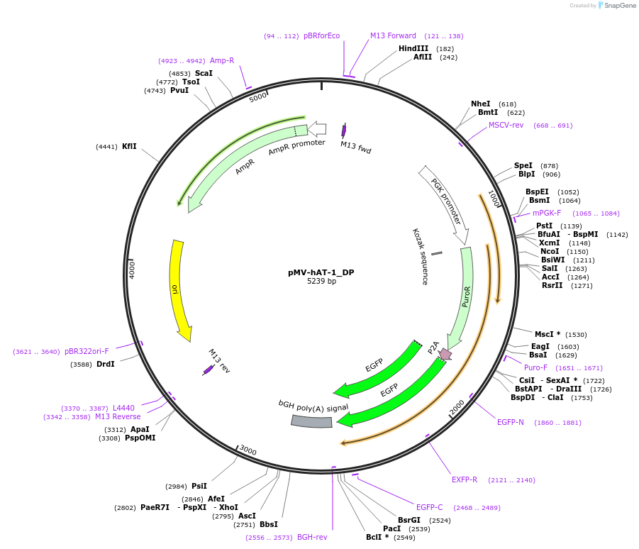 217062-plasmid-map-sequence-id-442189