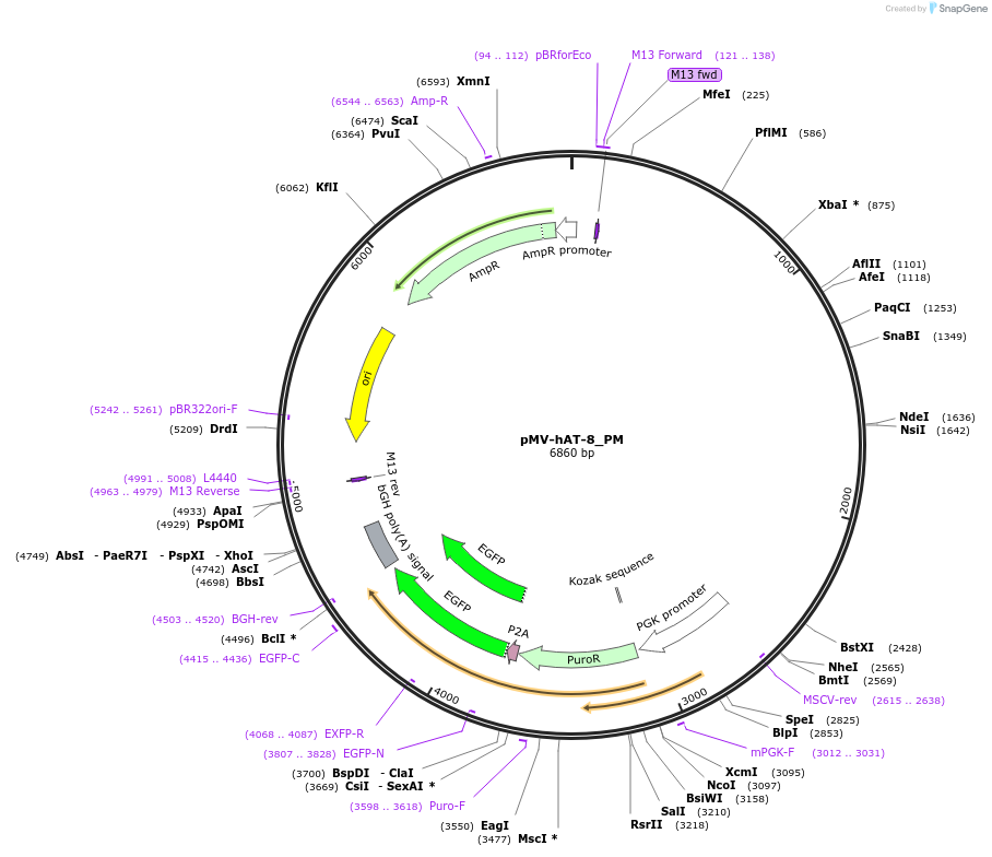 217077-plasmid-map-sequence-id-442191