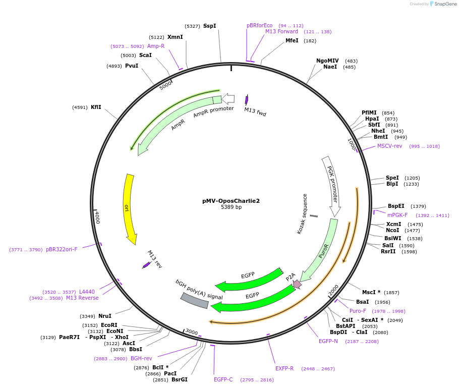217098-plasmid-map-sequence-id-442197