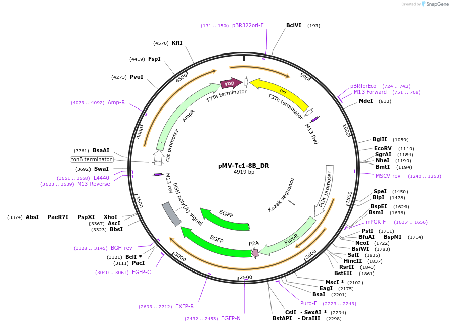 217046-plasmid-map-sequence-id-442198