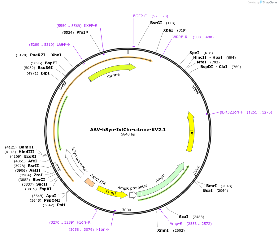 221615-plasmid-map-sequence-id-442201
