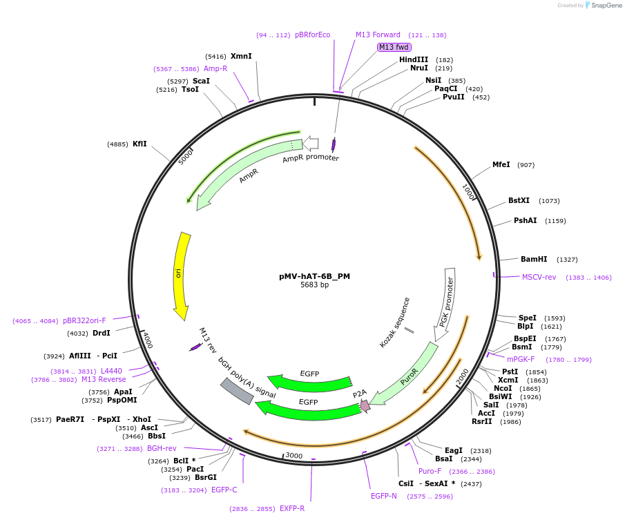 217070-plasmid-map-sequence-id-442202