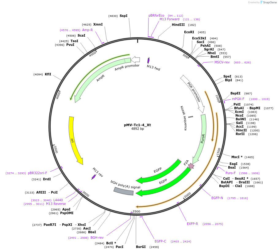 217082-plasmid-map-sequence-id-442203