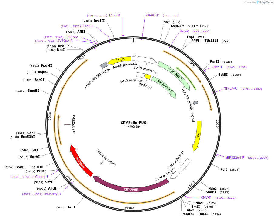 218921-plasmid-map-sequence-id-442218