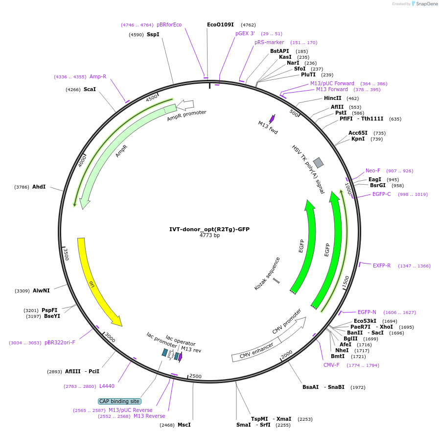 223246-plasmid-map-sequence-id-442276