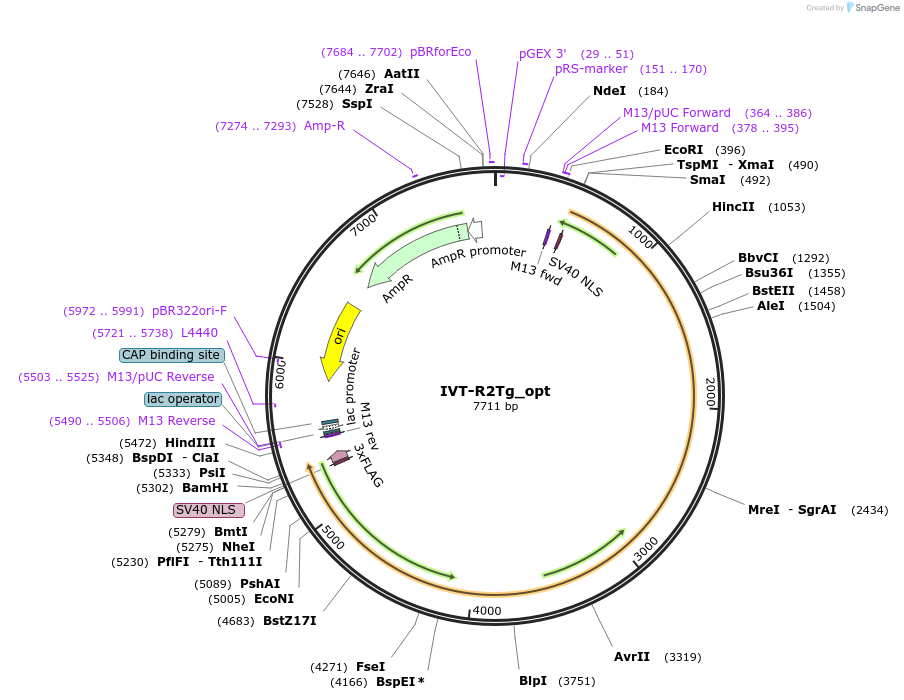 223247-plasmid-map-sequence-id-442278