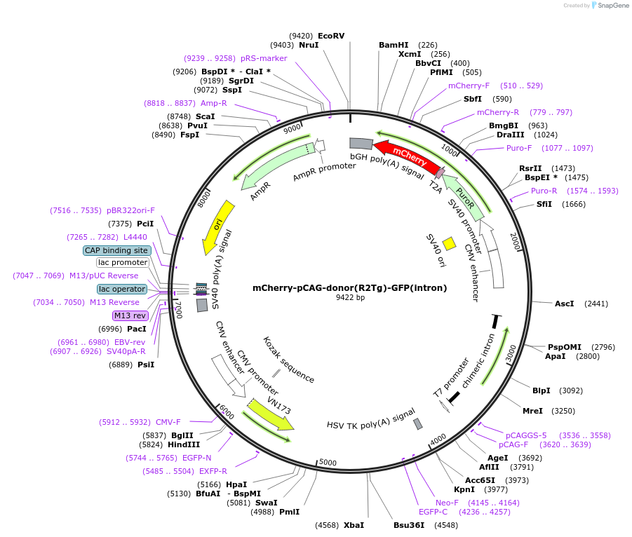223248-plasmid-map-sequence-id-442281