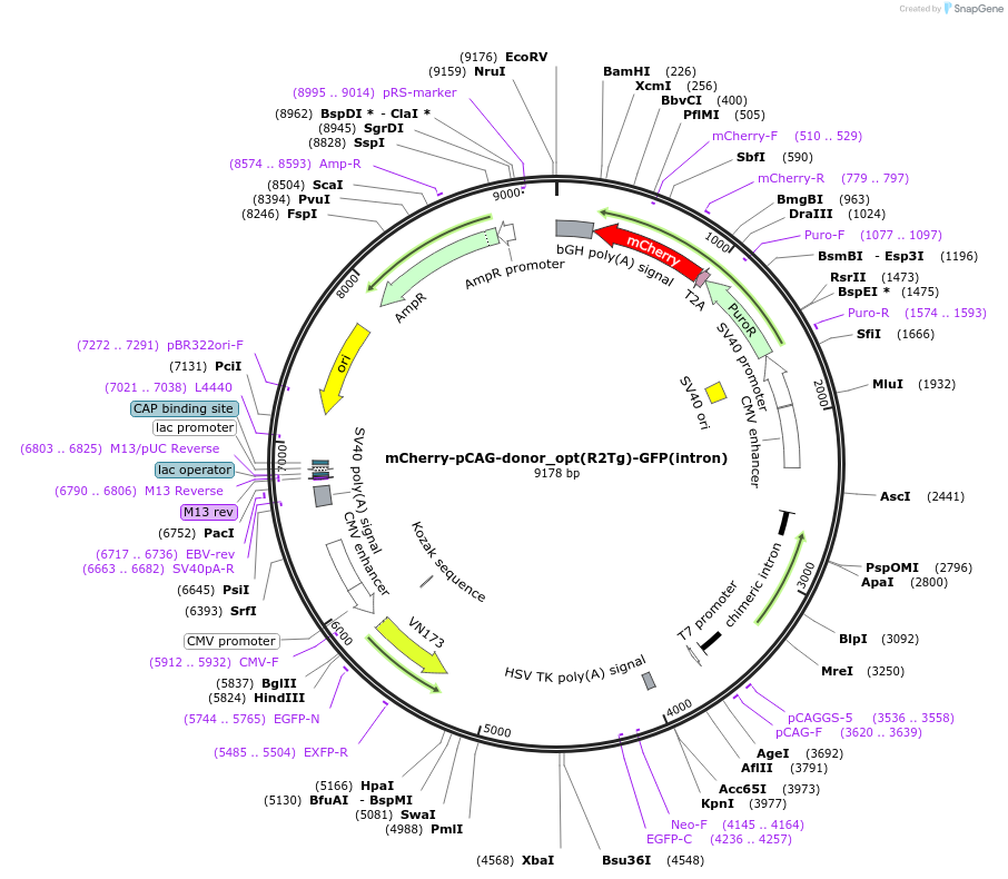 223249-plasmid-map-sequence-id-442287