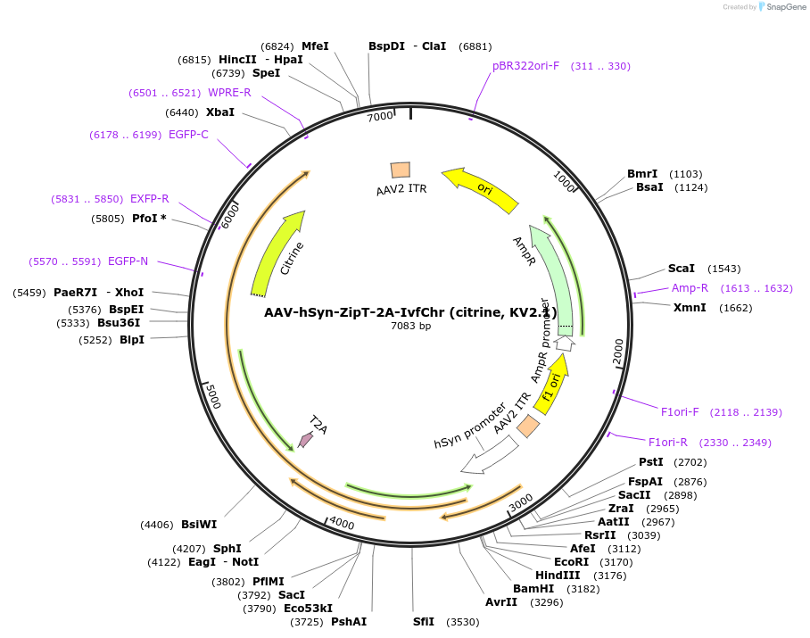 221619-plasmid-map-sequence-id-442289