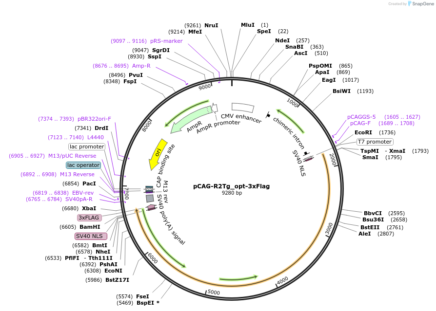 223251-plasmid-map-sequence-id-442290
