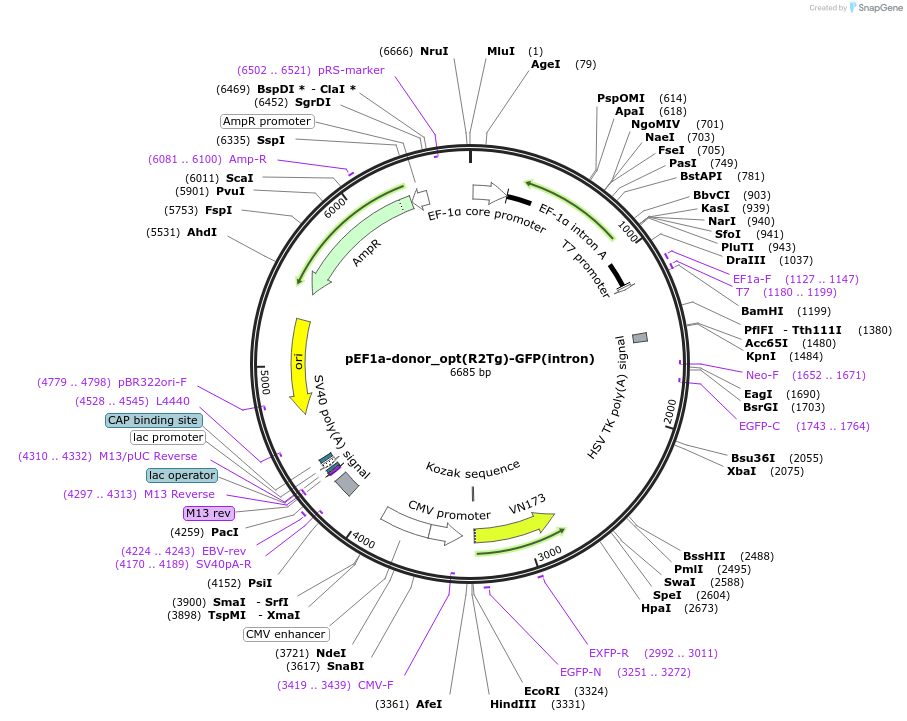 223252-plasmid-map-sequence-id-442291