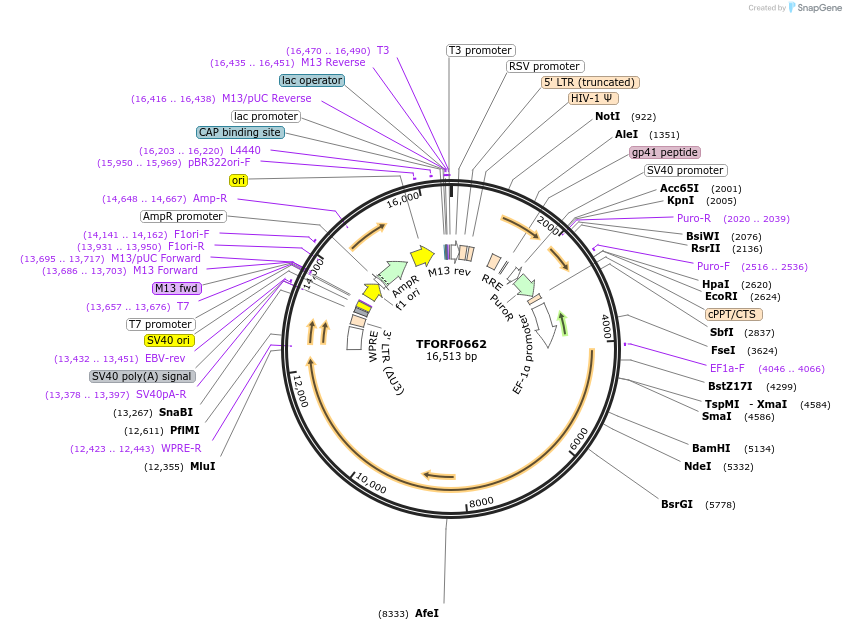 143063-plasmid-map-sequence-id-442319