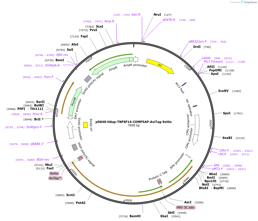 157149-plasmid-map-sequence-id-442321