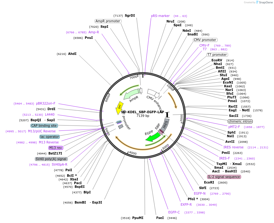 222322-plasmid-map-sequence-id-442322