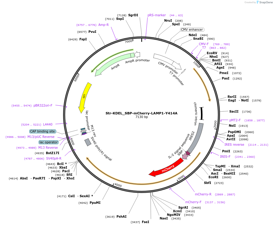 222320-plasmid-map-sequence-id-442326