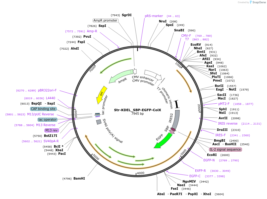 222305-plasmid-map-sequence-id-442331