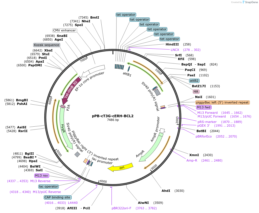 222583-plasmid-map-sequence-id-442400