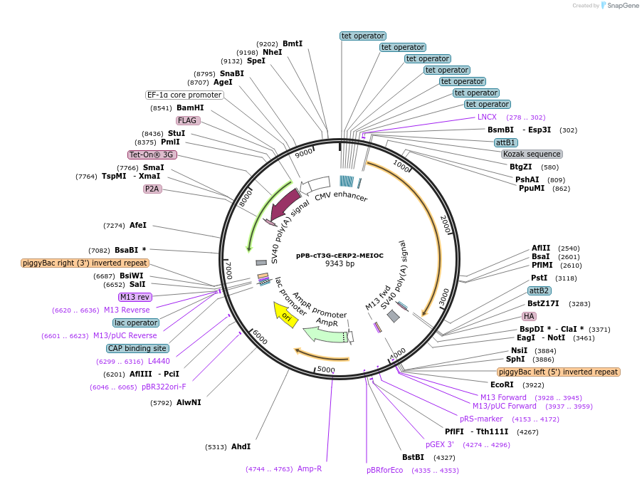 222562-plasmid-map-sequence-id-442401