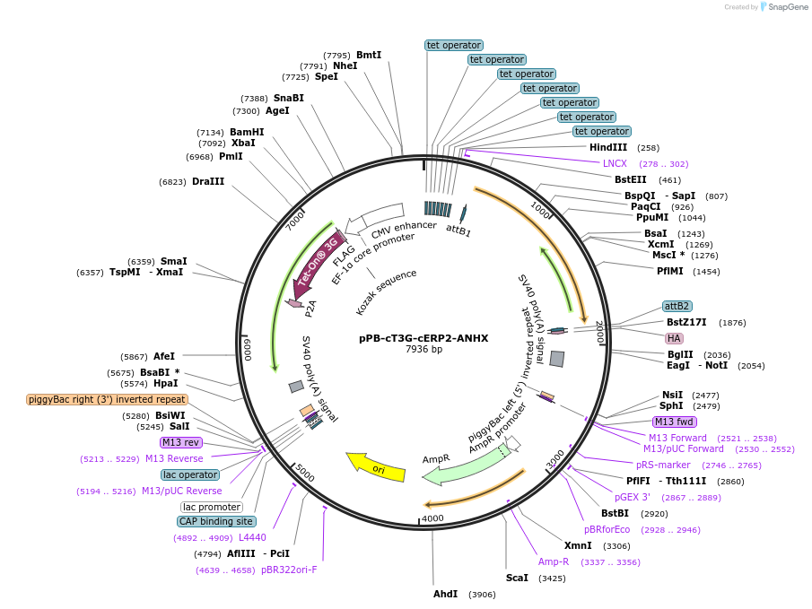 222549-plasmid-map-sequence-id-442404