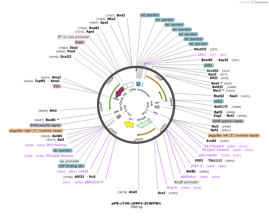 222543-plasmid-map-sequence-id-442409