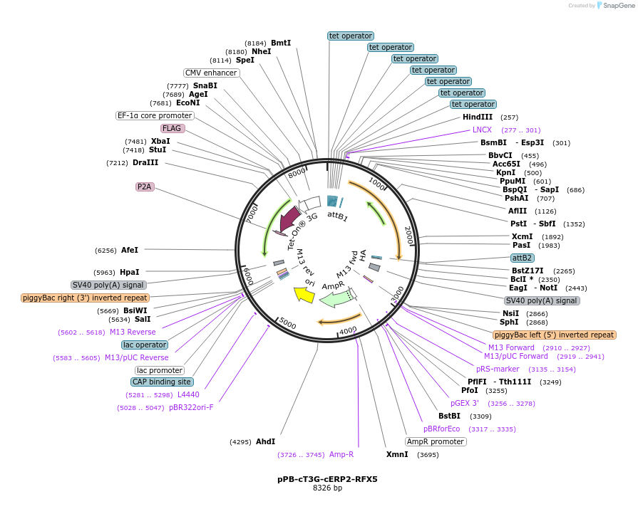 222545-plasmid-map-sequence-id-442452