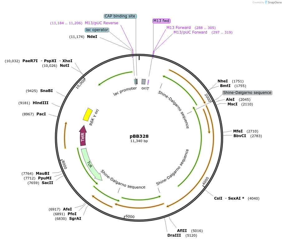 221533-plasmid-map-sequence-id-442457