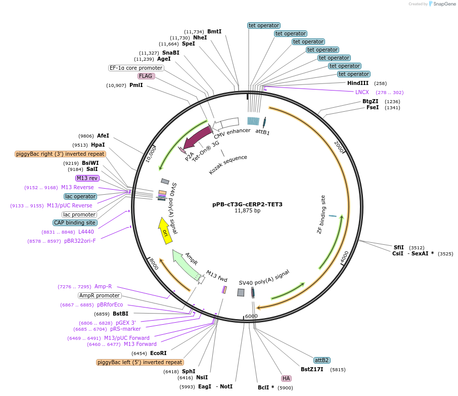 222574-plasmid-map-sequence-id-442475