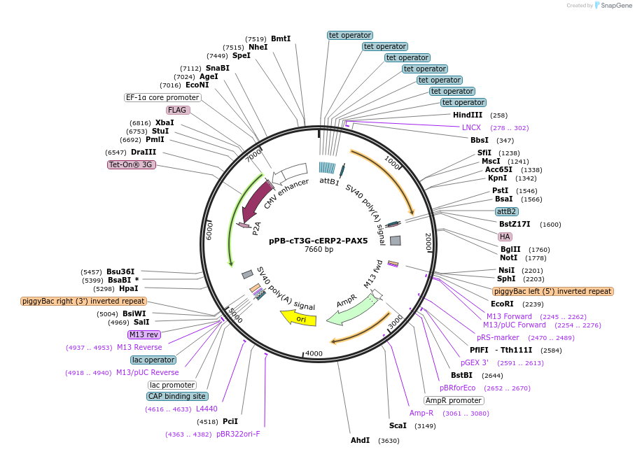 222575-plasmid-map-sequence-id-442478